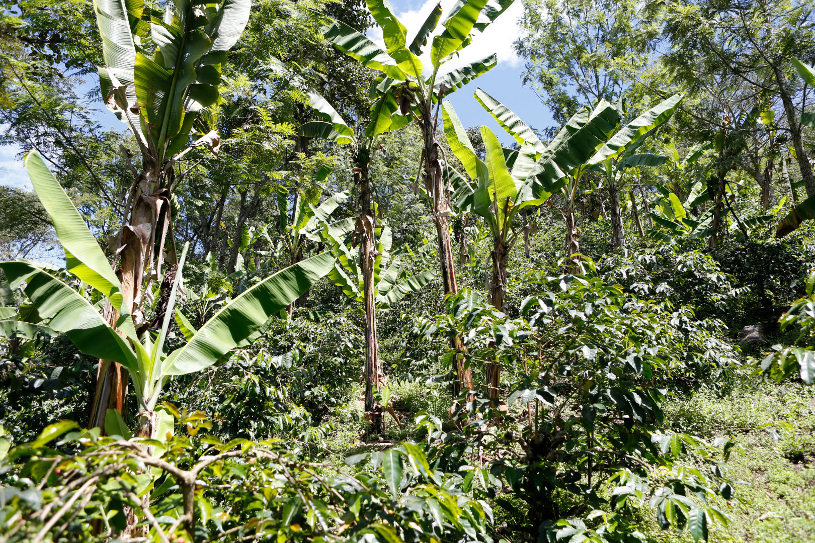 Kaffee und Banane: Warum unsere Bohnen unter Bananenblättern wachsen